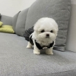 Teacup Bichon Frise Puppies For Sale